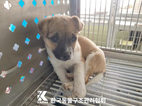 한국동물구조관리협회_441560202500307